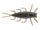 Tiny Crawdad