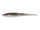Gizzard Shad