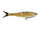 Golden shiner