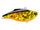 Golden shiner