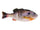 HD Bluegill