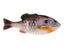 HD Bluegill
