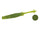 Watermelon seed