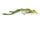 Pine Frog