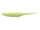 Chartreuse Shad