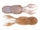 Goby