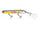 Real golden shiner