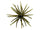 Goby