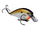 TN Shad
