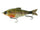 Bluegill