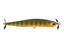Gold Perch