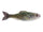 Live Crappie