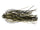 Green  pumpkin black
