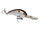 Gizzard Shad