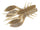 Molting crayfish 308