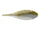 Goby ash I