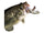 Gizzard Shad