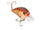 Ginger Craw