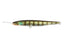 Blue Gill