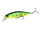 Gold Perch