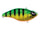 Golden Perch
