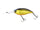 Golden shiner