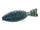 #64 Bluegill