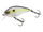 Sexy Shad
