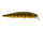 Gold Perch