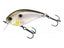 Gizzard Shad