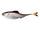 Live Gizzard Shad