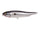 Spotlight Shad