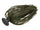 Bluegill
