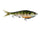 Blue Gill