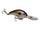 TN Shad