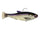 Fish Bone