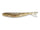 Fathead minnow