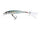 Gizzard Shad