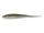 Tennessee Shad