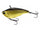 Golden Shiner