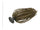 Green pumpkin seed