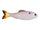 Clearwater Shad