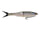 Rainbow Trout