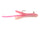 Pink Lady