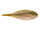 Sunfish