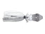 Threadfin Shad