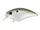 American shad