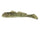 Lake Simcoe Goby