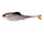 Live Shad