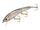 Cold water Shad
